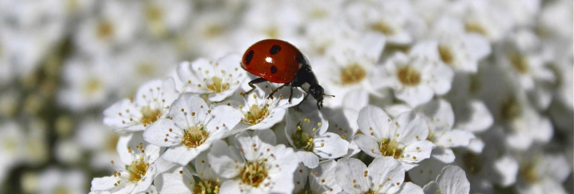 Ein Marienkäfer sitzt auf ganz vielen weißen Blumen