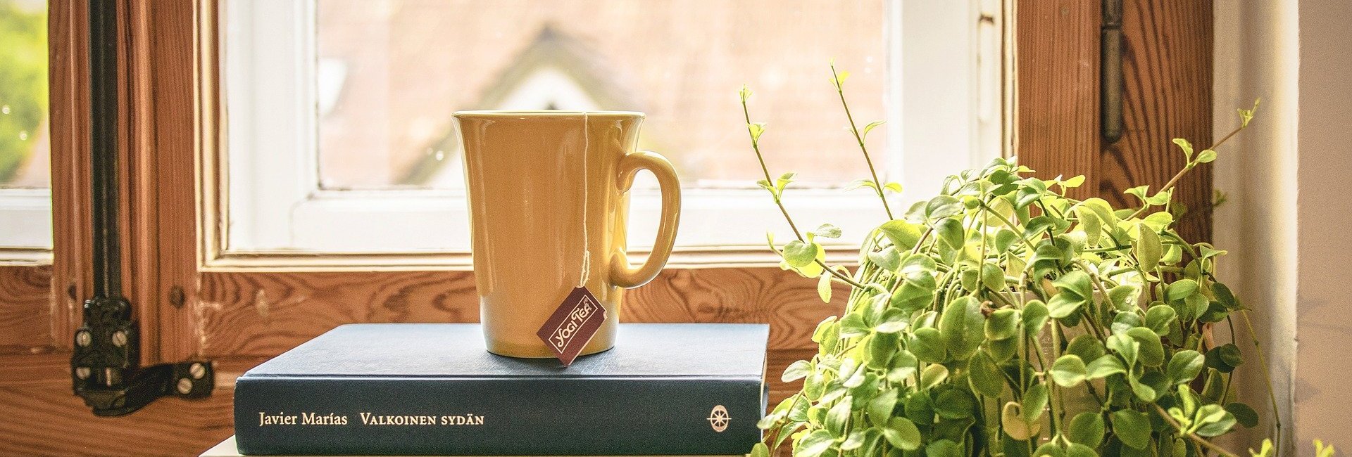 Bücher auf der Fensterbank mit einer Tasse obendrauf und grüne Pflanze rechts daneben
