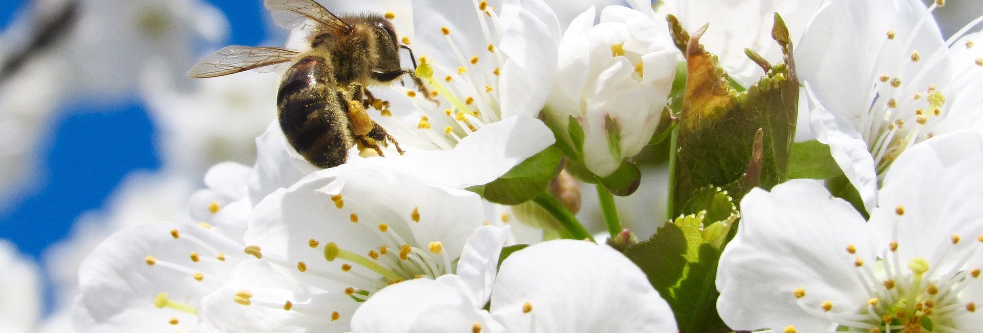 Das Bild zeigt eine Biene, welche auf weißen Blüten sitzt.