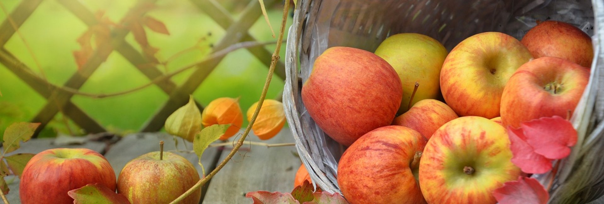 Äpfel liegen in einem umgekippten Korb