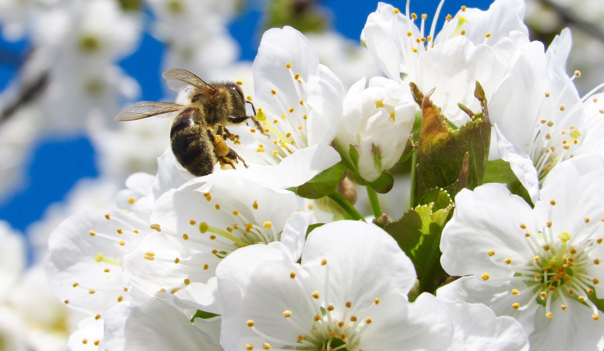 Das Bild zeigt eine Biene, welche auf weißen Blüten sitzt.