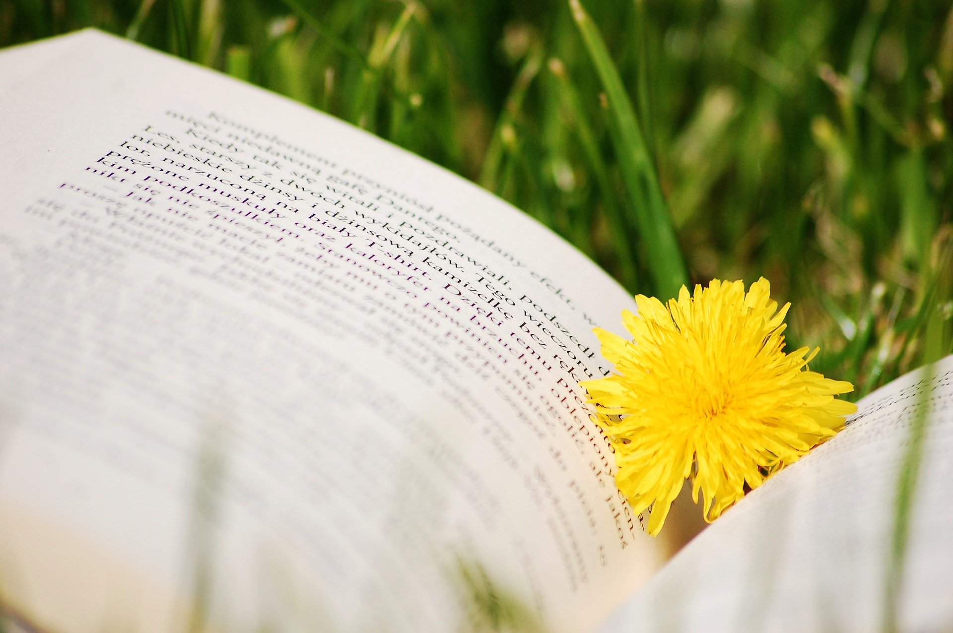 Buch liegt im Gras mit einer gelben Blume in der Mitte des aufgeschlagenen Buches