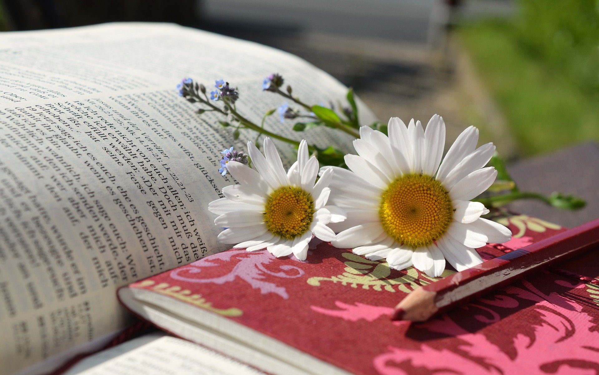 Blume in der Natur mit Margariten als Deko