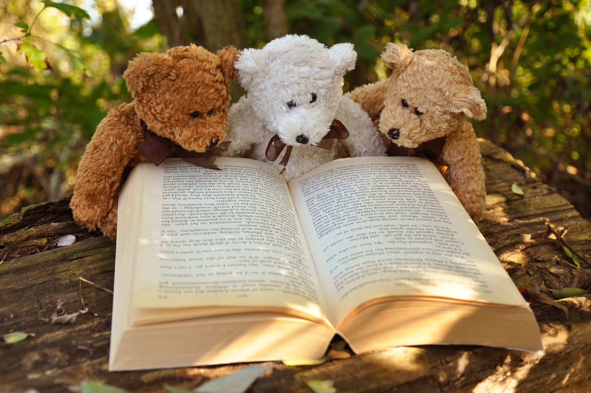 Drei Teddys sitzen in der Natur vor einem Buch.