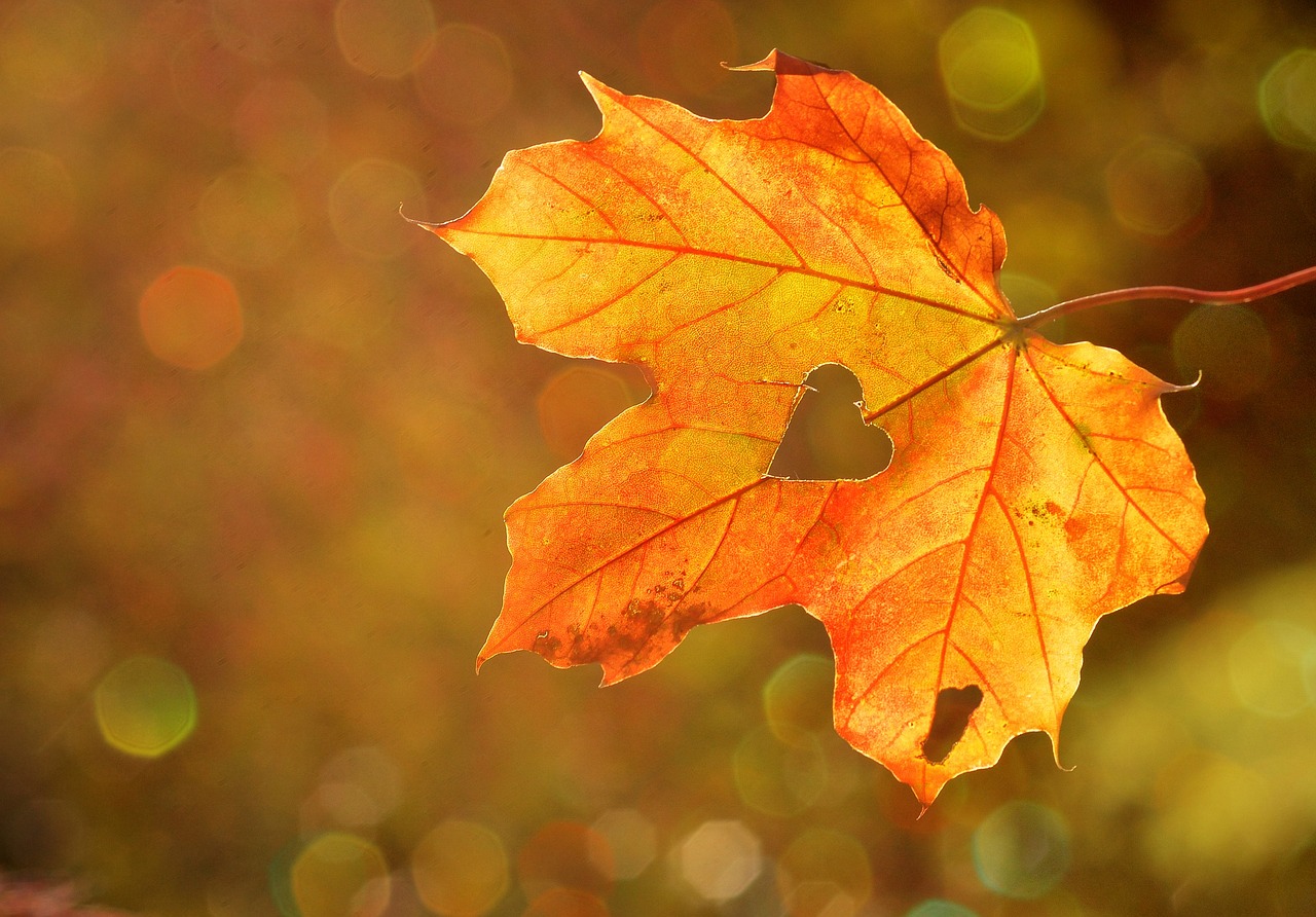 Herbst: Ein rot-gelb gefärbtes Blat mit einem kleinen Herz in der Mitte