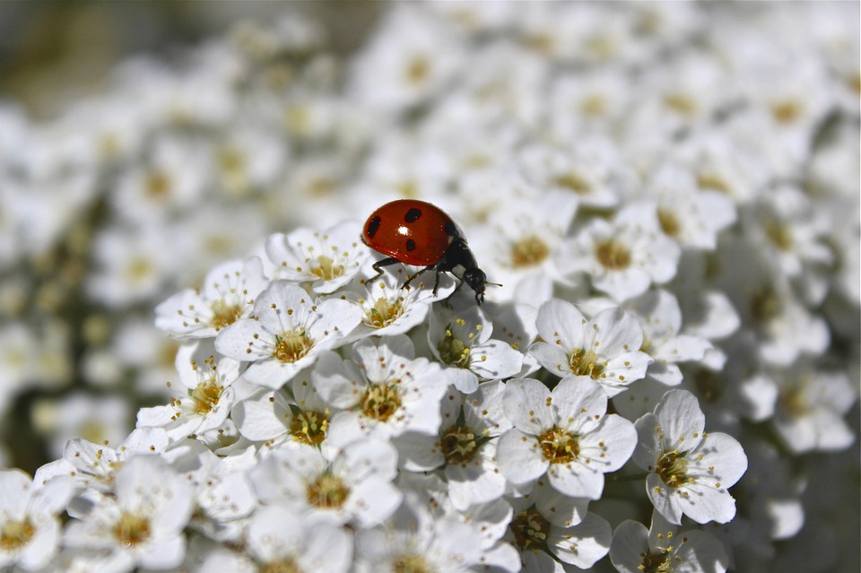 Ein Marienkäfer sitzt auf ganz vielen weißen Blumen